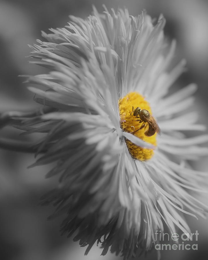 Bee On Daisy Flower Photograph by Smilin Eyes Treasures