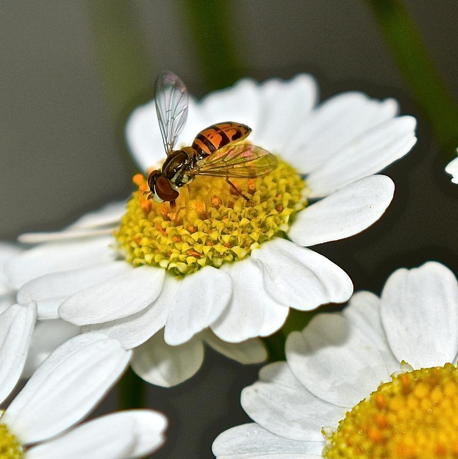 Bee on Feverfew Photograph by Tana Reiff
