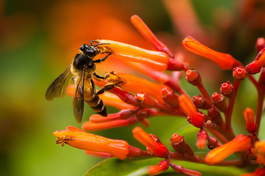 Bee on firebush flower Photograph by SAURAVphoto Online Store