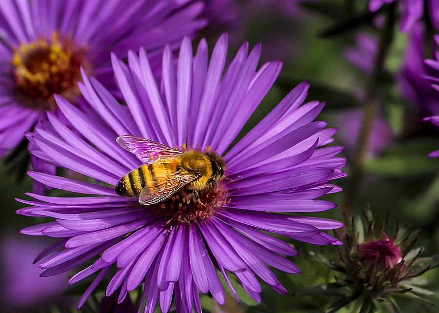 Bee on Flower Photograph by Georgina Gomez | Fine Art America