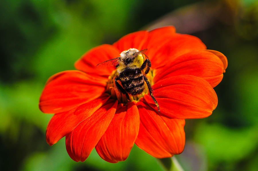 Bee On Flower Photograph by Gerald Kloss