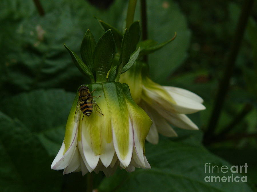 Bee On Flower Photograph by Jane Ford