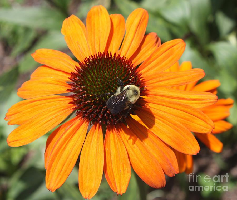 Bee on Flower Photograph by John Telfer