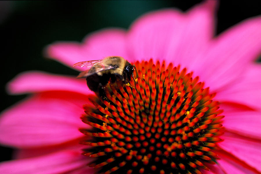 Bee on flower Photograph by Matt Swinden