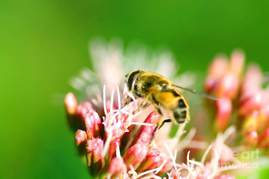 Bee on flower Photograph by Michal Bednarek