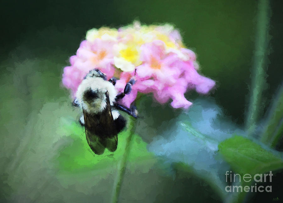 Bee on Flower Photograph by Sandra Clark