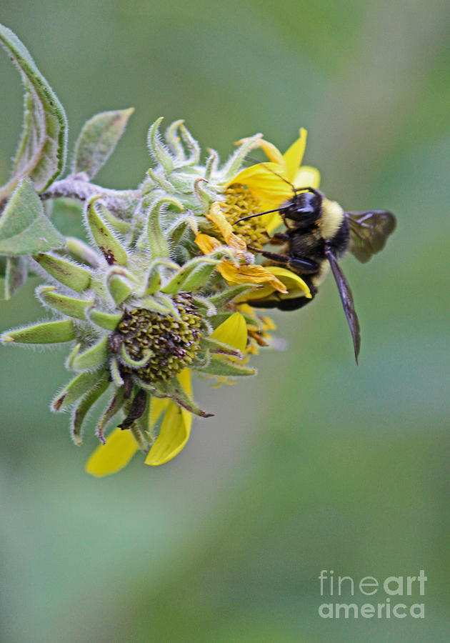 Bee on Fower Photograph by Sandra Clark