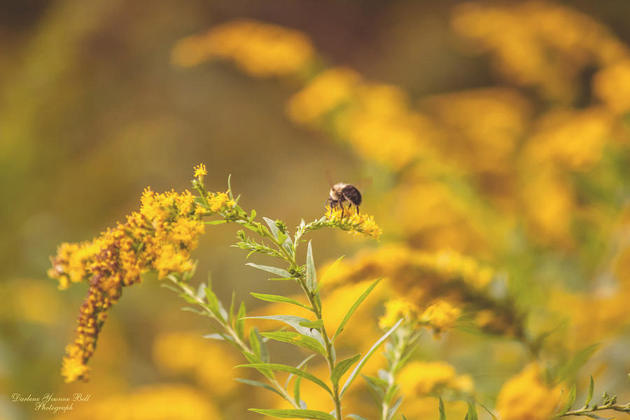 Nature Photograph - Bee On Goldenrod by Darlene Bell