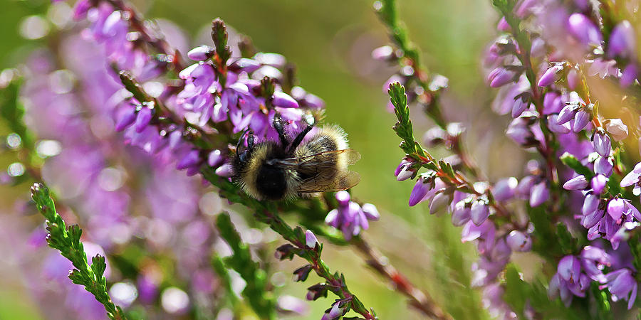 Bee on heather Photograph by Roberto Pagani