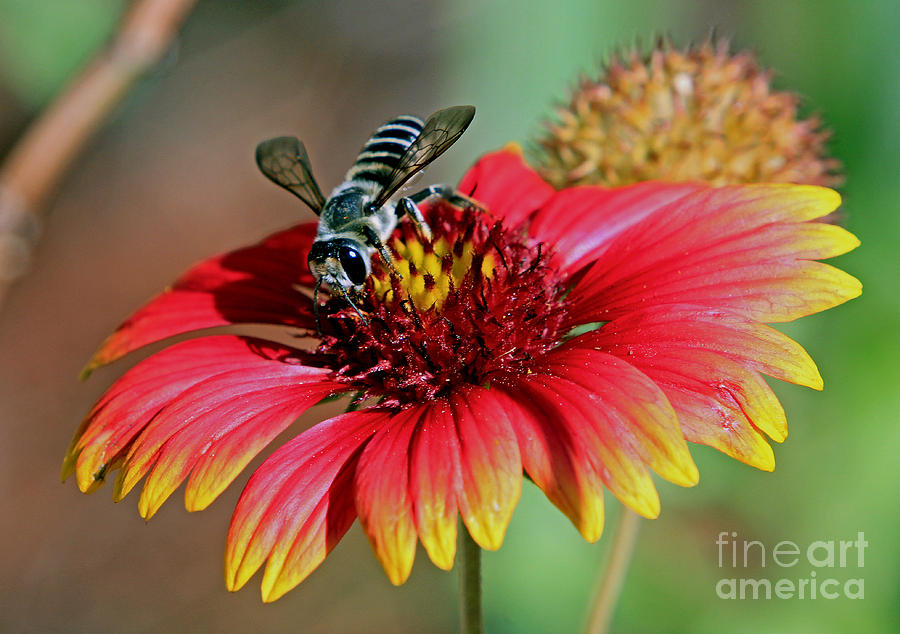Bee on Indian Blanket Photograph by Larry Nieland