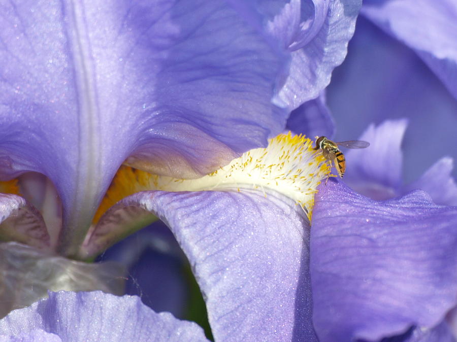 Bee on Iris Photograph by James Peterson