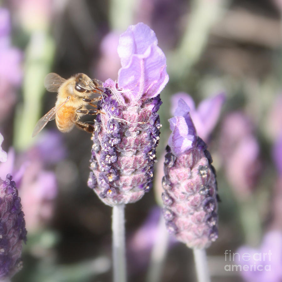 Bee on Lavender Square Photograph by Carol Groenen