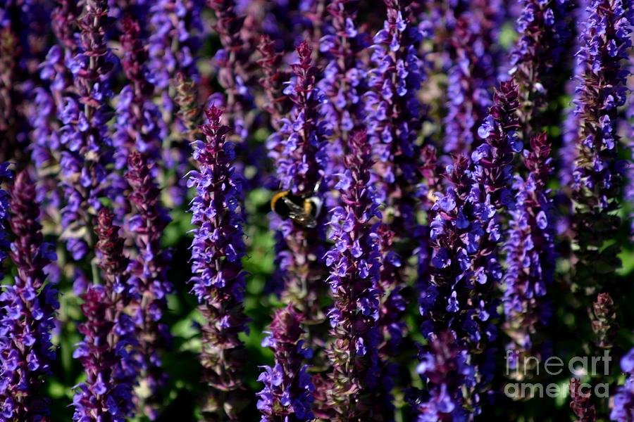 Bee on lavender Photograph by Susanne Baumann