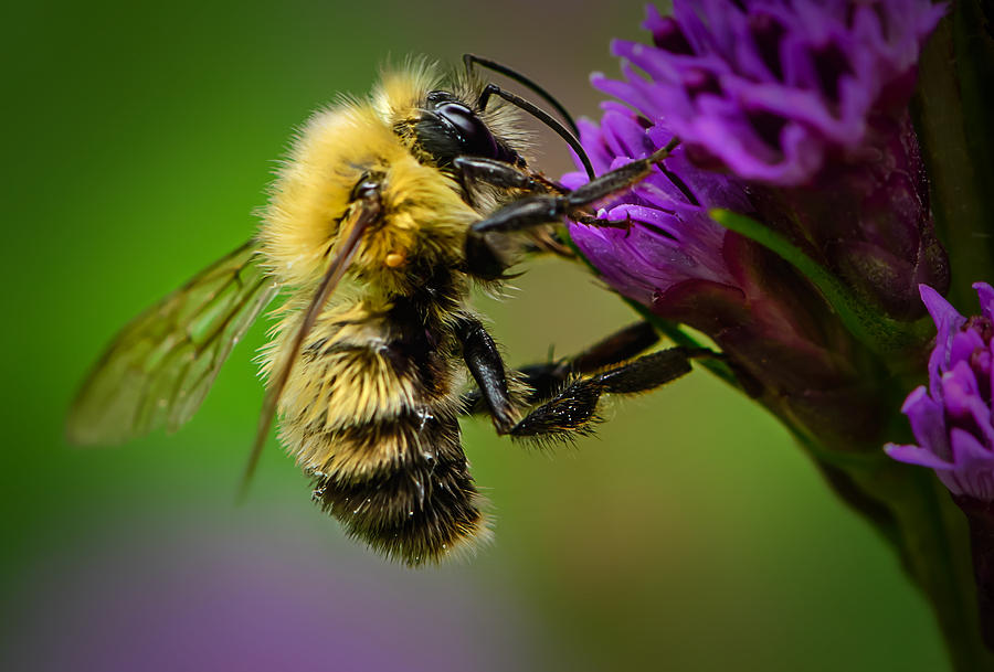 Bee on Liatris Photograph by Robert Mitchell