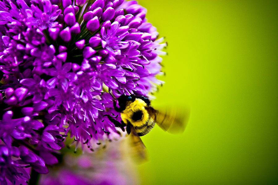 Bee on Milkweed Flower Photograph by Roger Passman