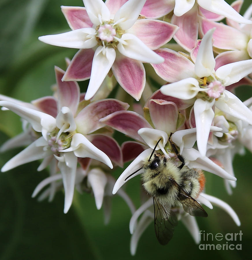 Bee on Milkweed Photograph by Marty Fancy