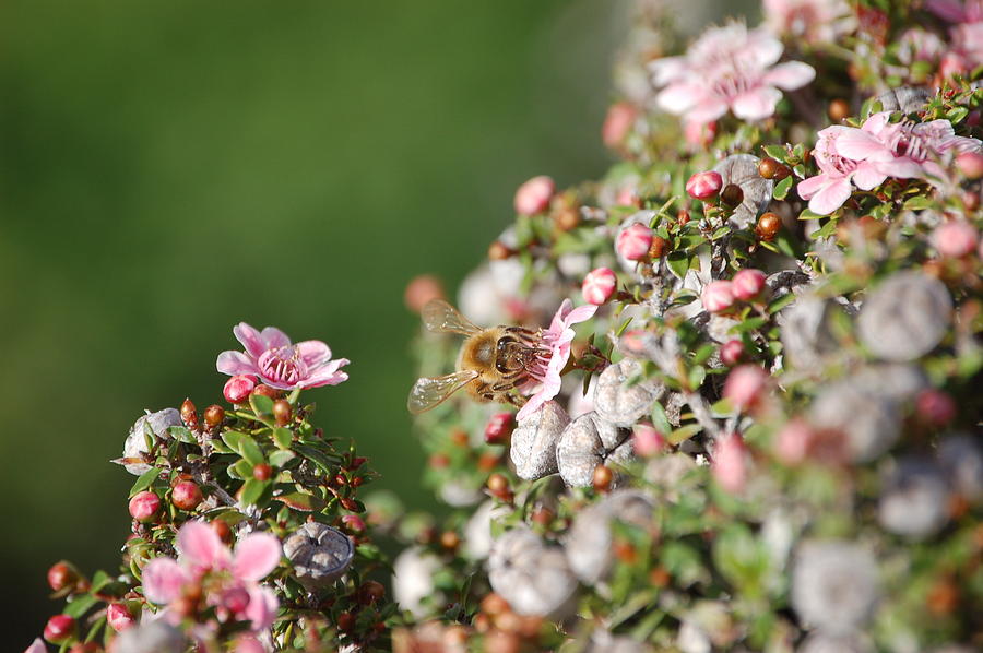 Bee on New Zealand Tea Tree Photograph by Linda Brody