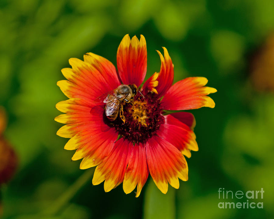 Flowers Still Life Photograph - Bee on Orange Flower by Stephen Whalen