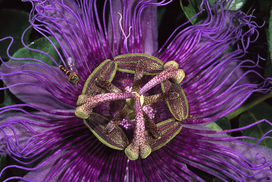 Bee On Passion Flower Brazil Photograph by Pete Oxford