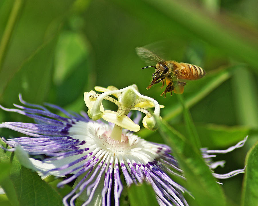 Bee On Passionflower Photograph by TnBackroadsPhotos