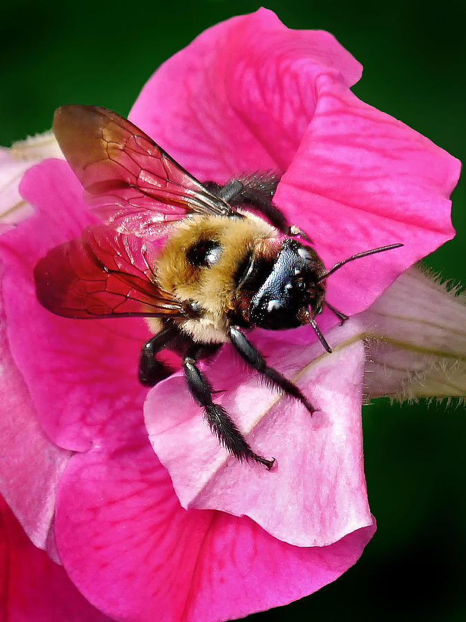 Bee on Petunia Photograph by Carolyn Derstine
