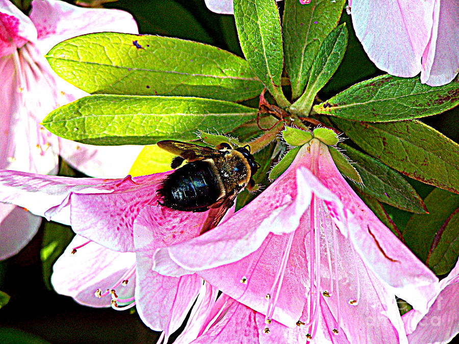 Bee on  Pink Azalea Photograph by Kathy  White