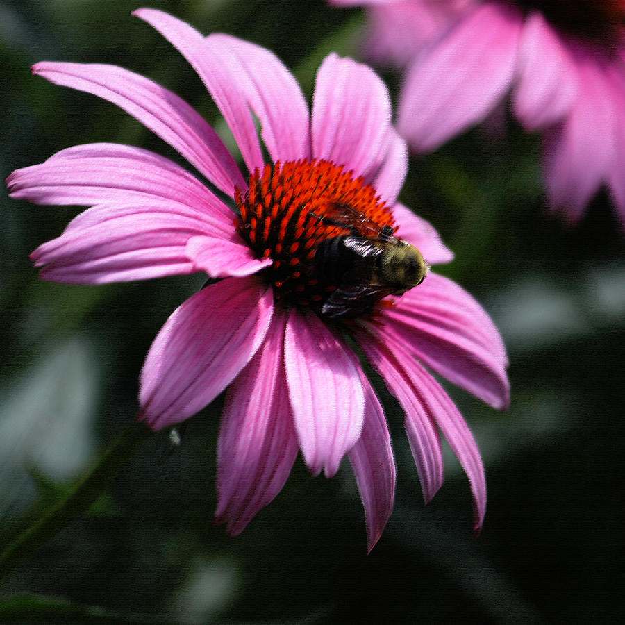 Bee on Pink Cone Flower Photograph by Suzanne Gaff