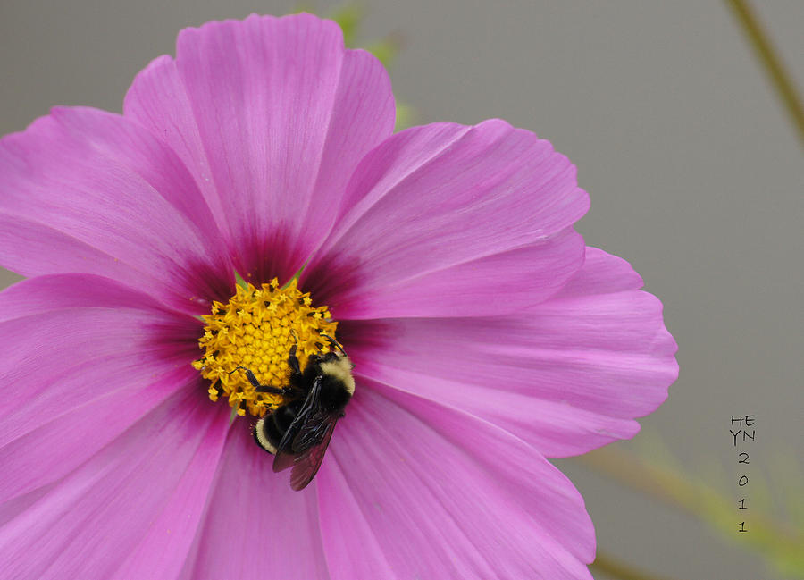 Bee on Pink Cosmos Photograph by Shirley Heyn