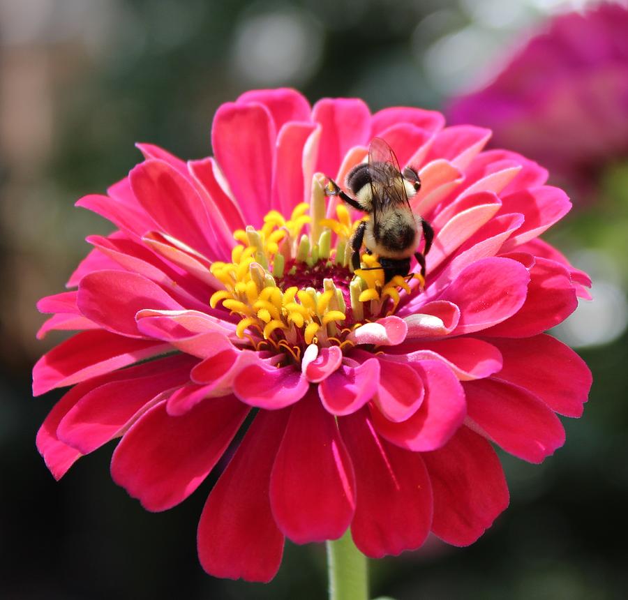 Bee On Pink Flower Photograph by Cynthia Guinn