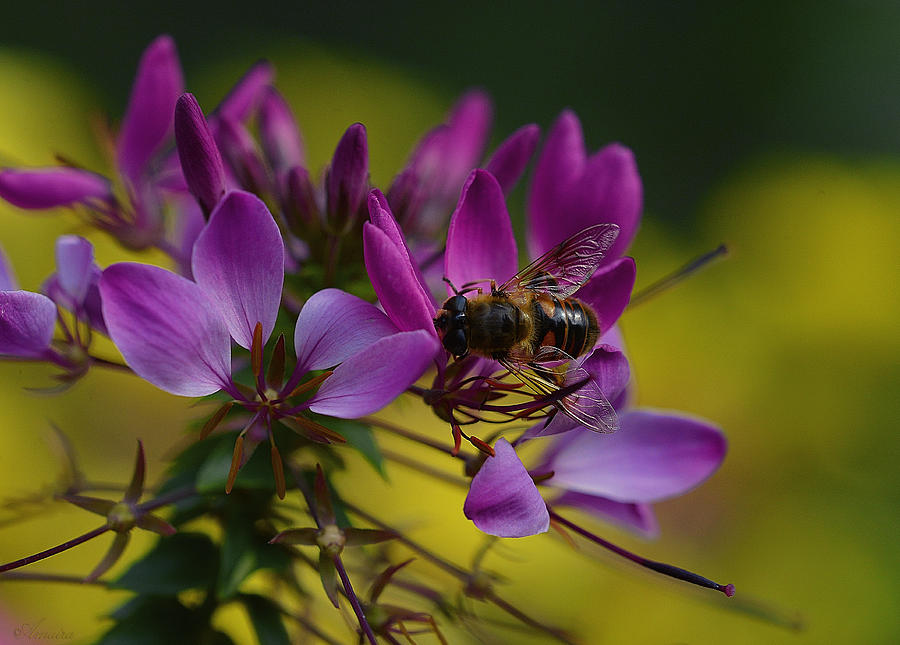 Bee On Pink Flowers Photograph by Maria Angelica Maira