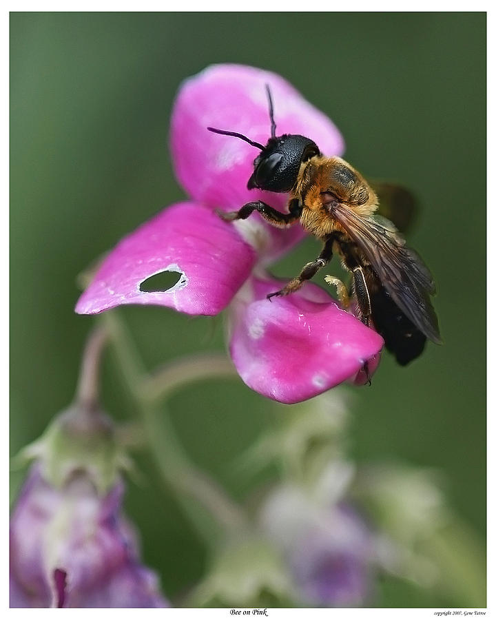 Bee on Pink Photograph by Gene Tatroe