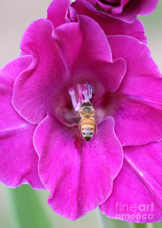 Bee on Pink Gladiolus Photograph by Carol Groenen