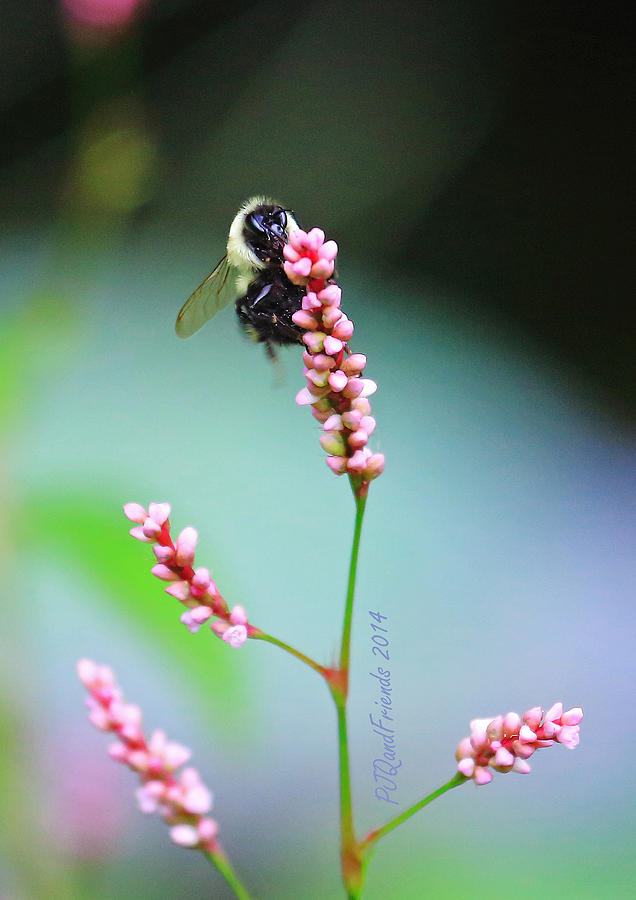 Bee on Pink Photograph by PJQandFriends Photography