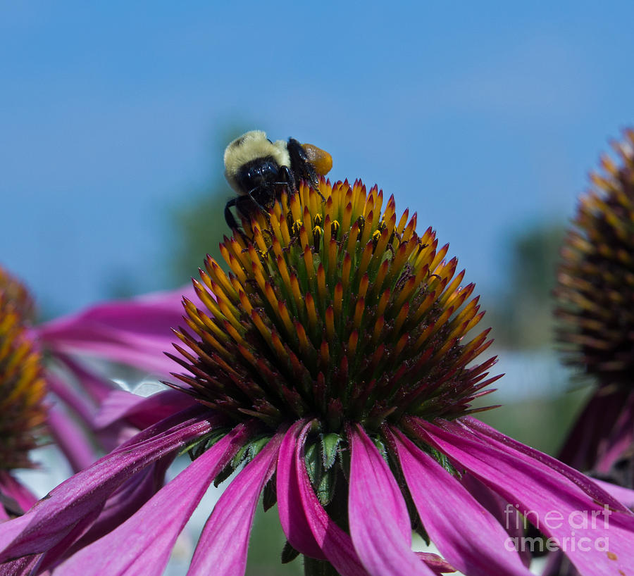 Bee On Purple Coneflowers Photograph by Tina Hailey