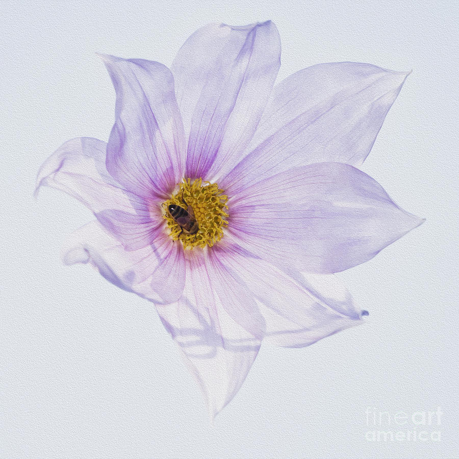 Bee on Purple Flower Photograph by Carole Lloyd