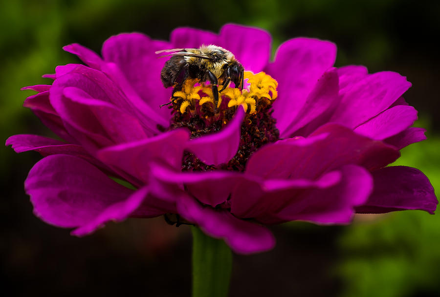 Bee on Purple Flower Photograph by Richard Marquardt - Fine Art America