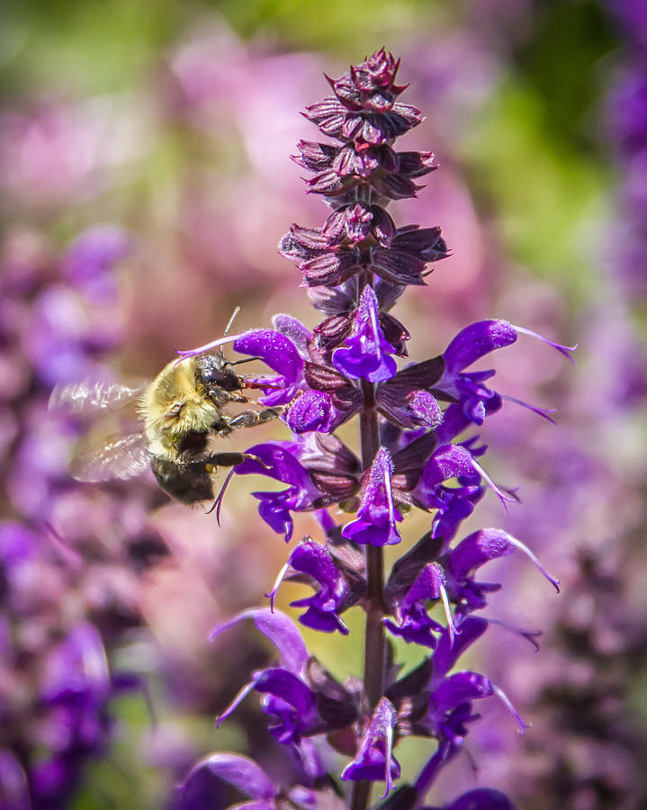 Bee on Purple Salvia Photograph by Brian Caldwell