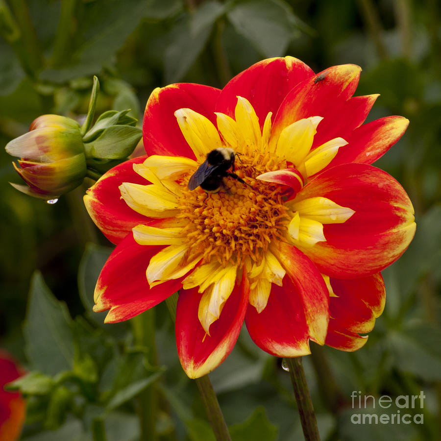 Flowers Still Life Photograph - Bee on Red and Yellow Dahlia by M J