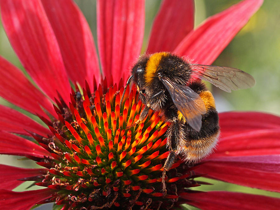 Bee on Red Coneflower 2 Photograph by Gill Billington