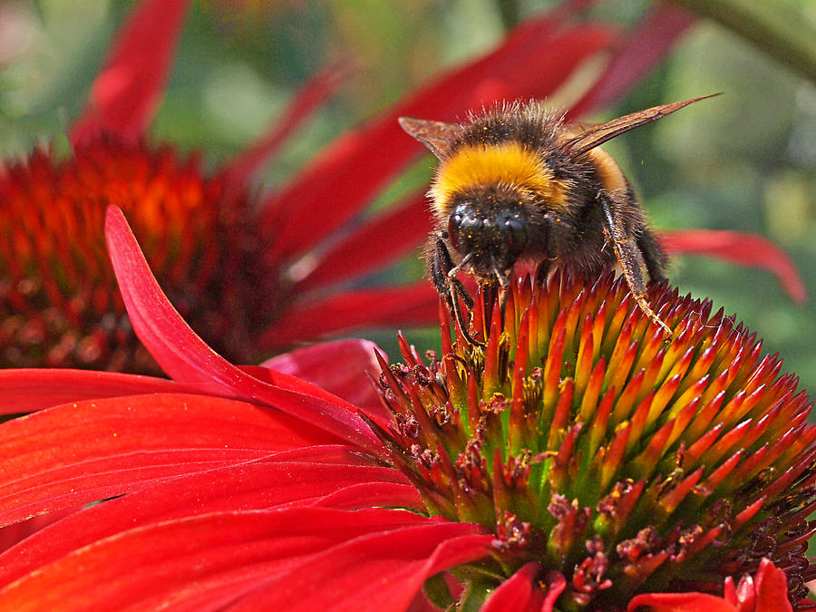 Bee on Red Coneflower Photograph by Gill Billington