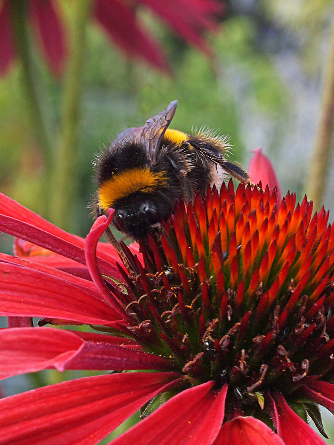 Summer Photograph - Bee on Red Coneflower Vertical by Gill Billington