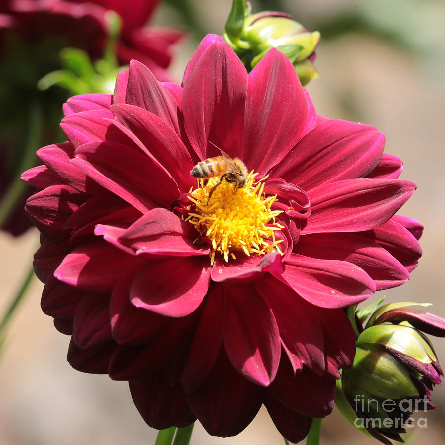 Insects Photograph - Bee on Red Dahlia by Carol Groenen