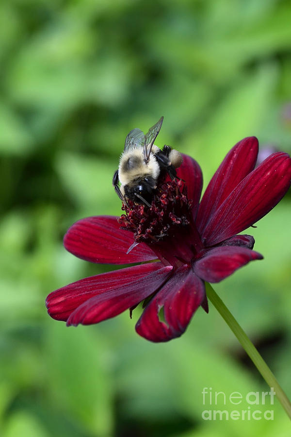 Nature Digital Art - Bee on Red Flower by Eva Kaufman