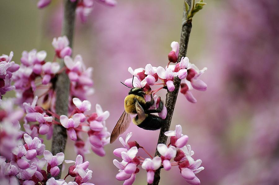 Bee on Redbud 2 Photograph by David Earl Johnson