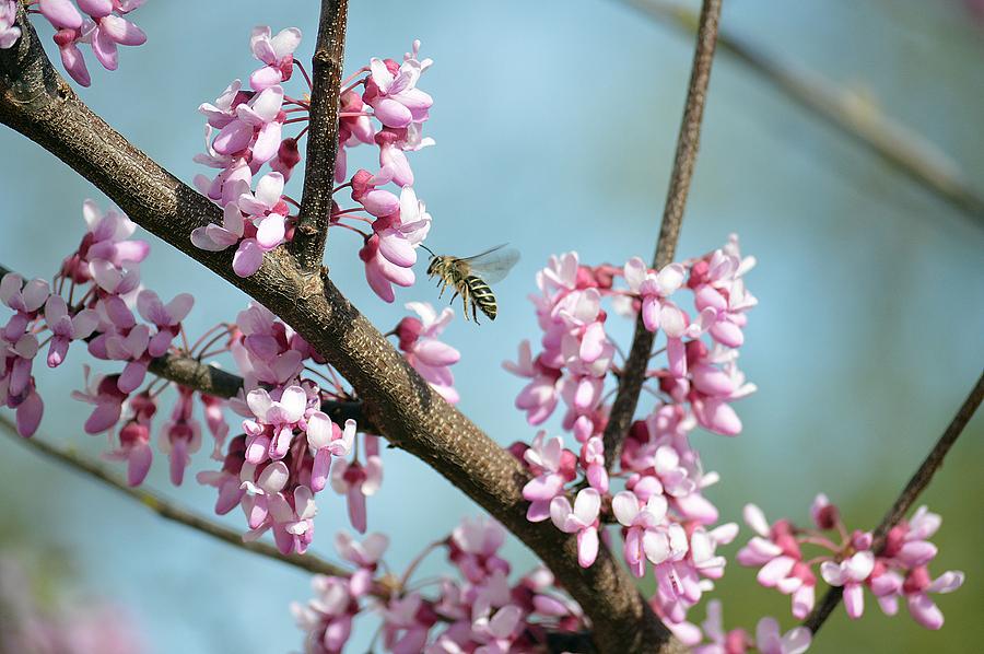 Flower Photograph - Bee on Redbud by David Earl Johnson