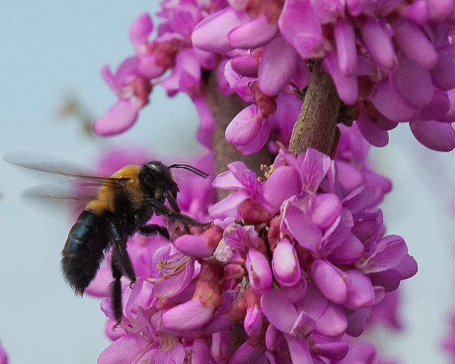 Bee On Redbud Tree Photograph by Lena Wilhite