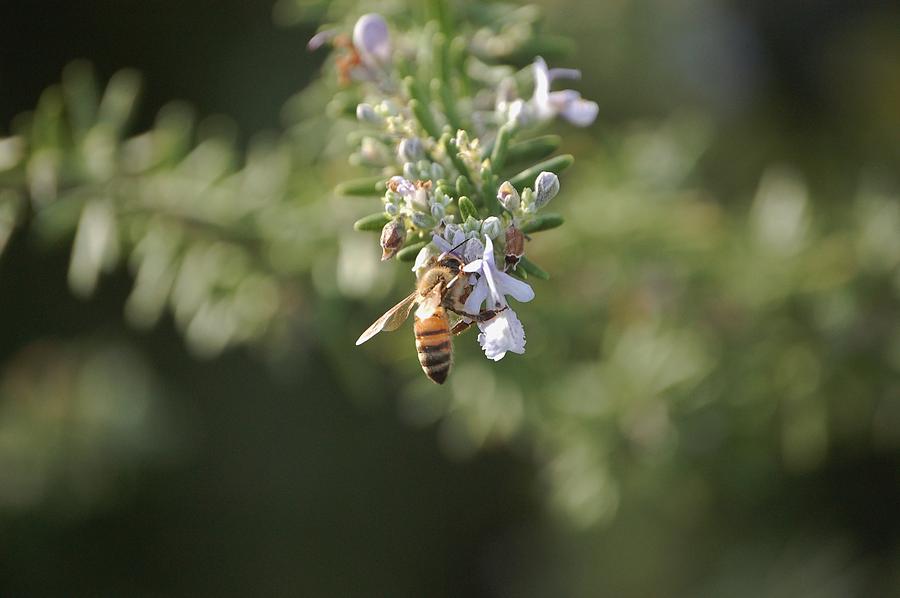 Bee on Rosemary  Photograph by Linda Brody