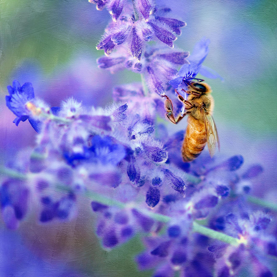 Bee on Russian Sage #2 - Square Crop Photograph by Nikolyn McDonald