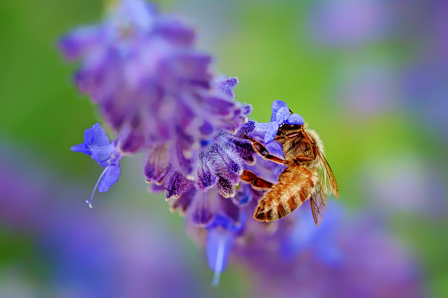 Bee on Russian Sage Photograph by Nikolyn McDonald
