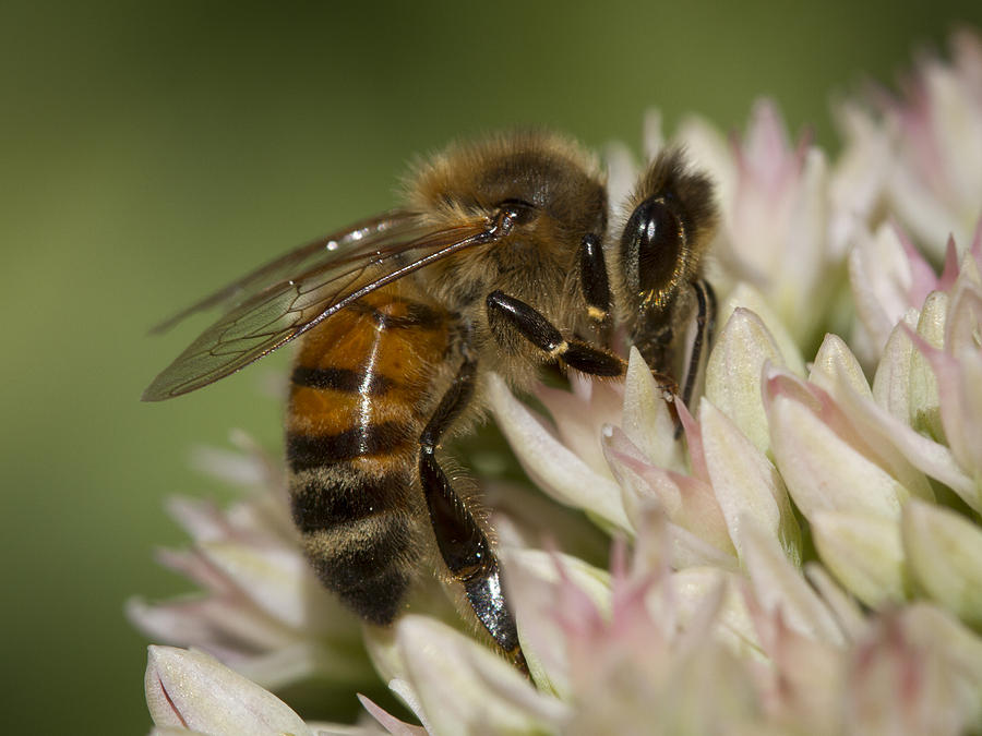 Bee on Sedum Photograph by Jean Noren